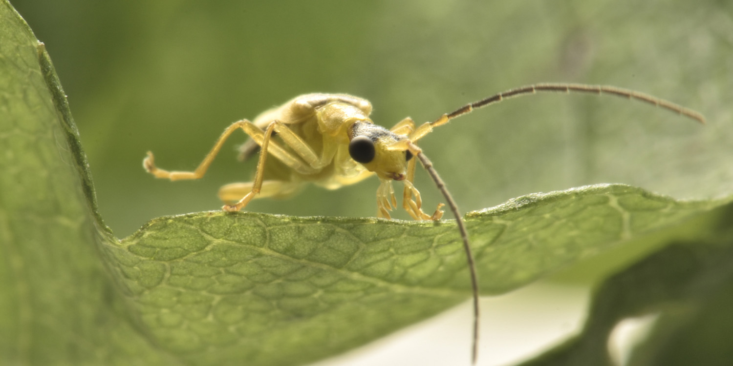 Cantharidae: Malthinus flaveolus anche lui?